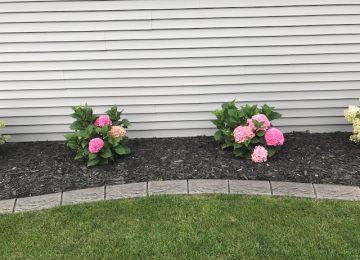 pink flowers and curbing