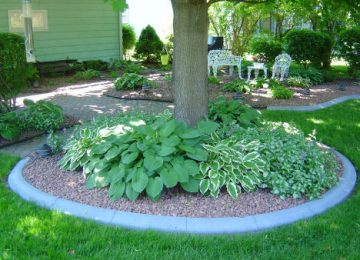 Hostas and tree with cement curbing border