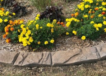 yellow and orange flowers with a cement curbing border
